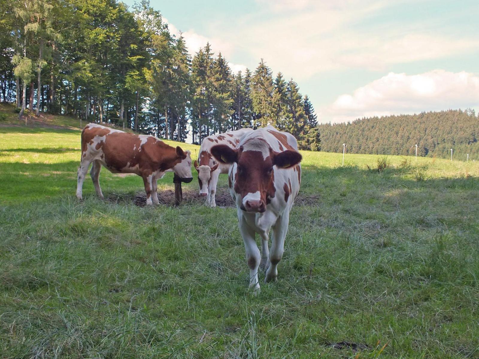 Kornkammer Schmallenberg Kültér fotó